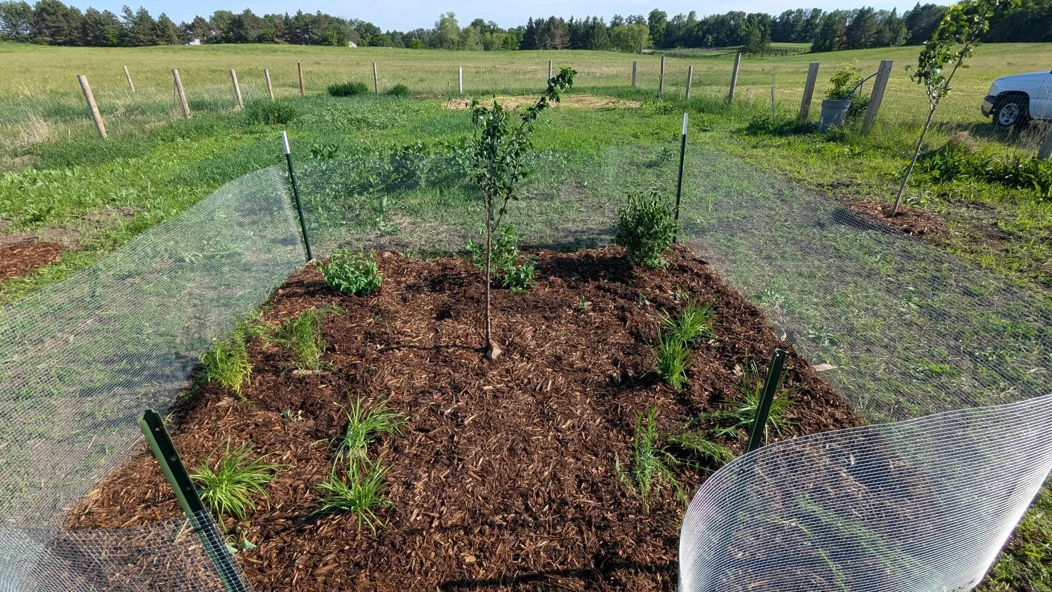 A young fruit tree and companion shrubs newly planted into a wide mulch ring, fenced with deer netting on a mown pasture
