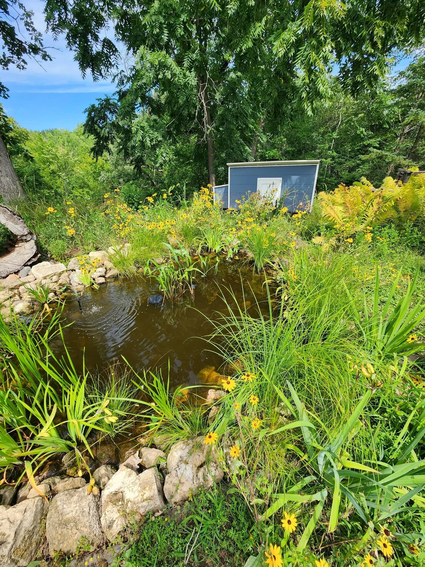 A small pond edged with hand-laid natural stone, ringed by black-eyed Susans, native grasses and ferns