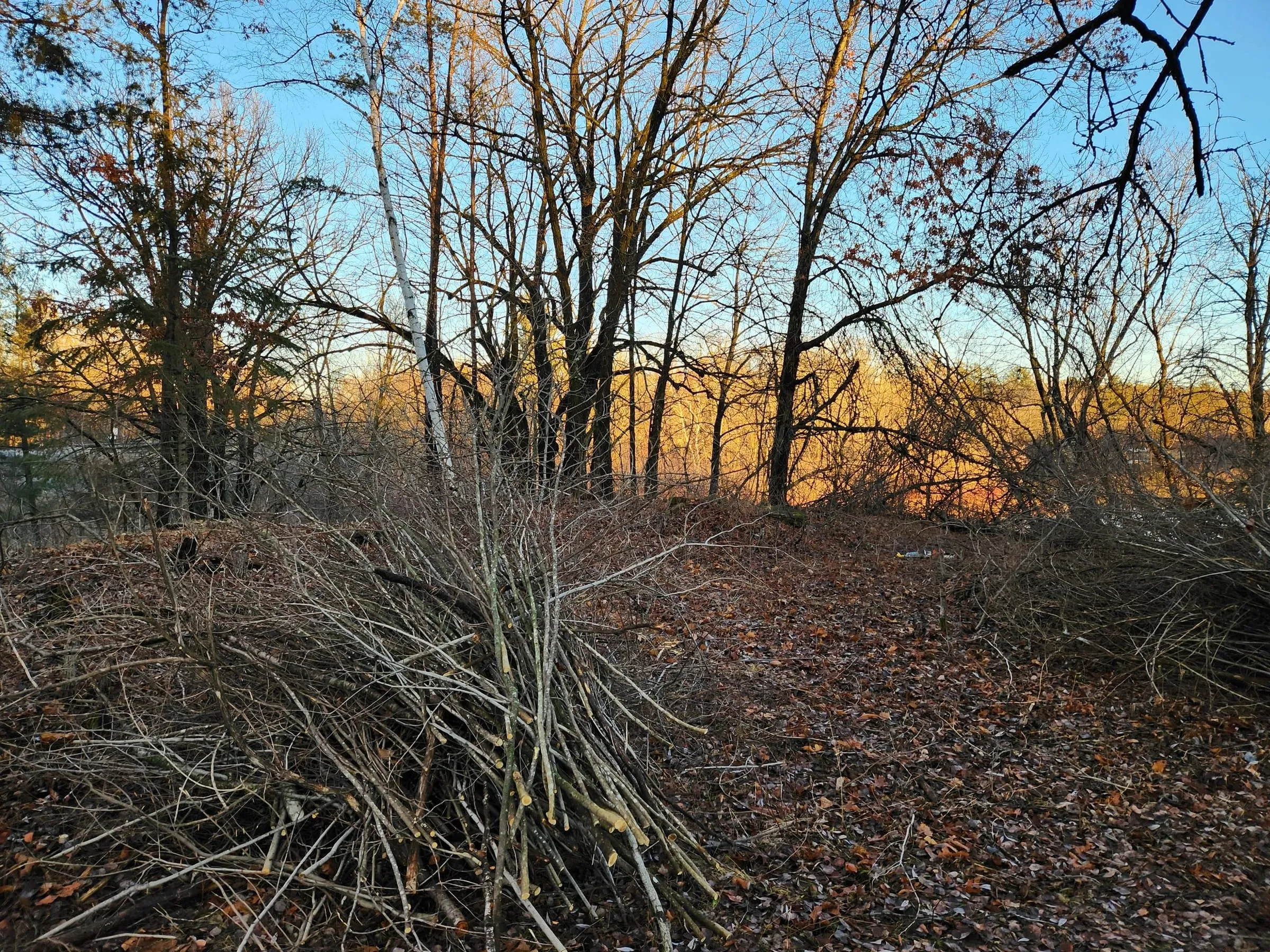 Cut buckthorn stems stacked in brush piles across a cleared oak woodland floor at sunset in early winter