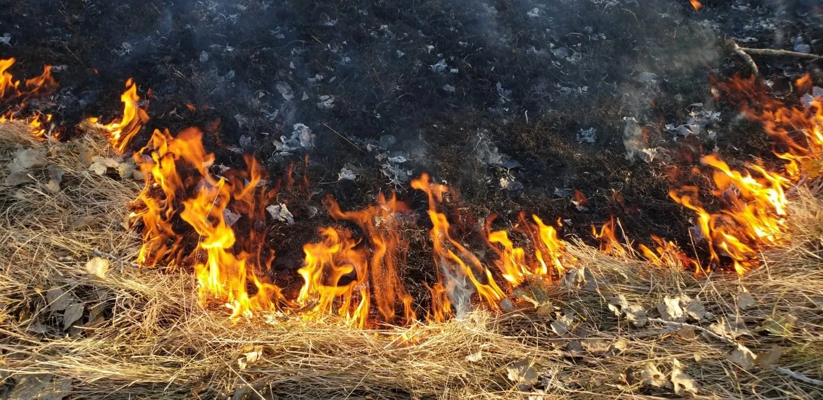 A low line of flame moving through dry prairie grass during a prescribed burn, leaving blackened ground behind it