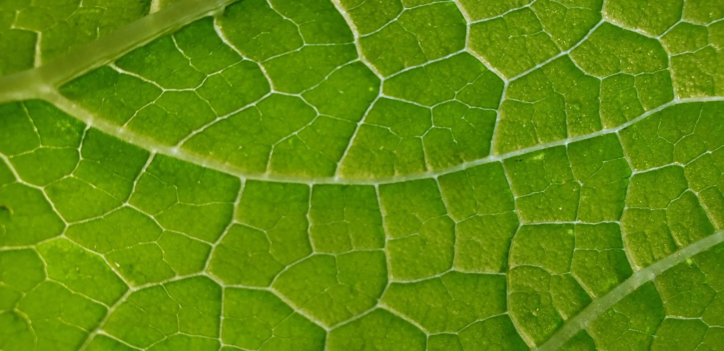 Close-up of the veined underside of a broad green leaf, sunlight picking out the network of pale veins
