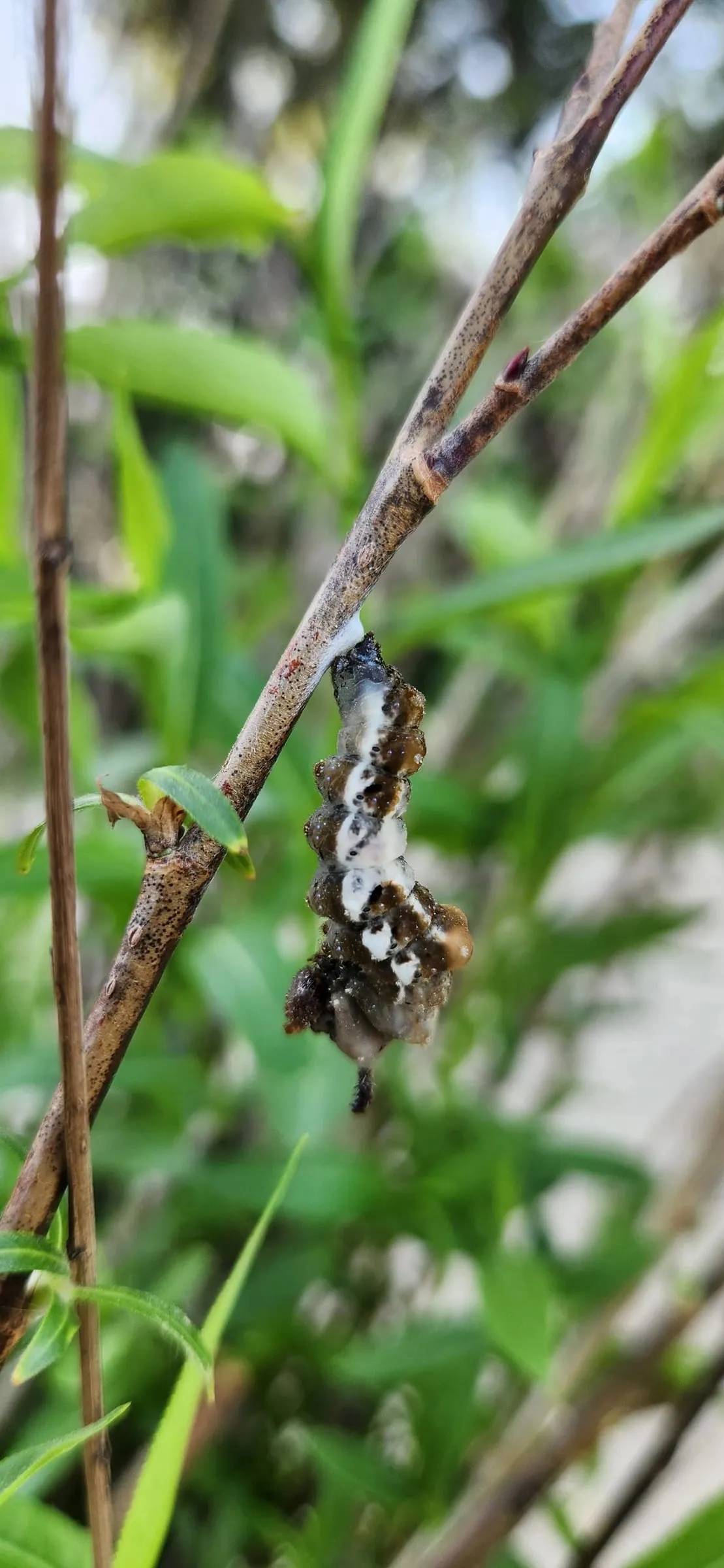 Close-up of a brown and white butterfly caterpillar clinging to a thin willow twig among green leaves
