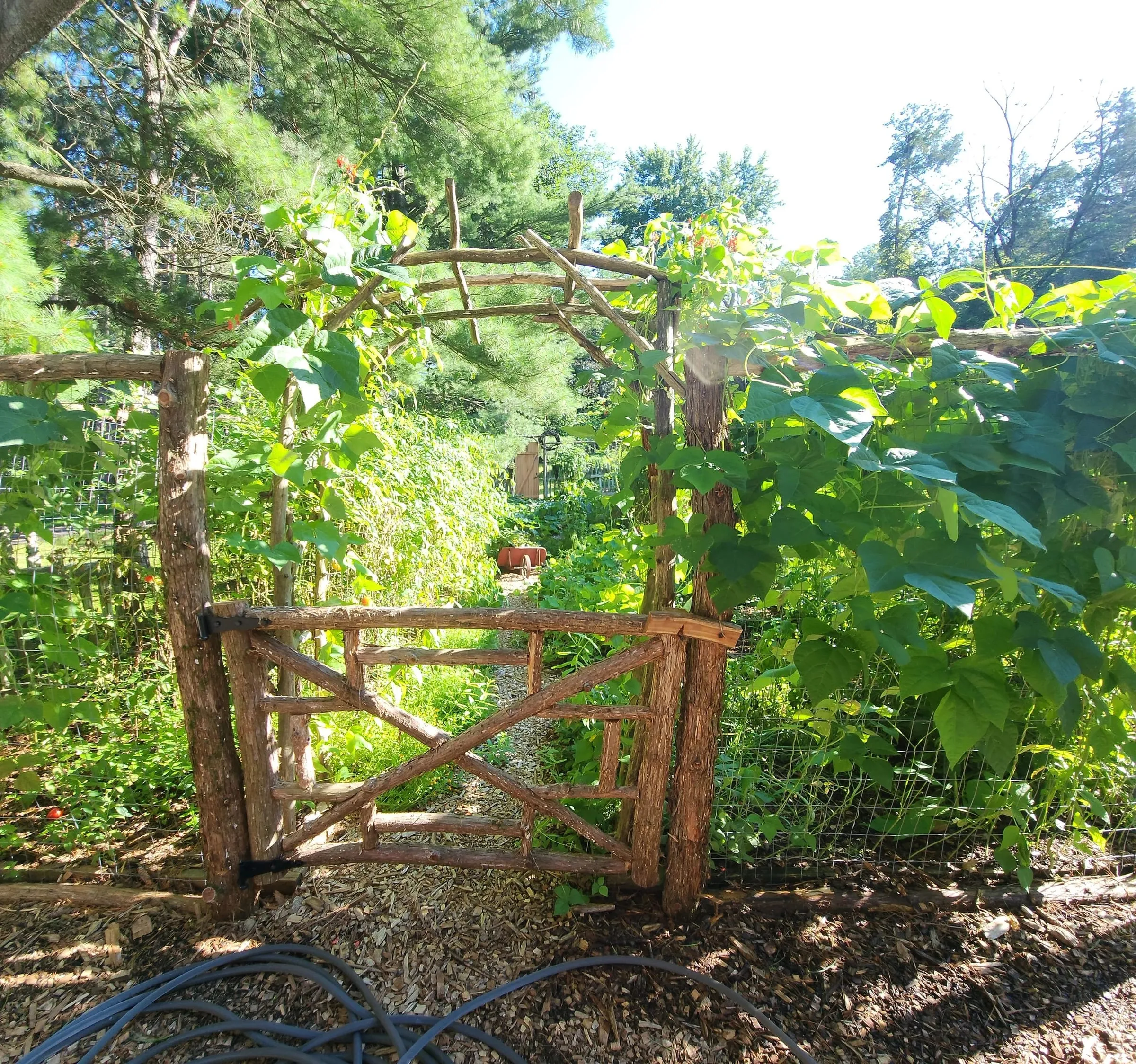 A hand-built cedar gate and rustic arbor in a garden fence, with beans climbing the posts