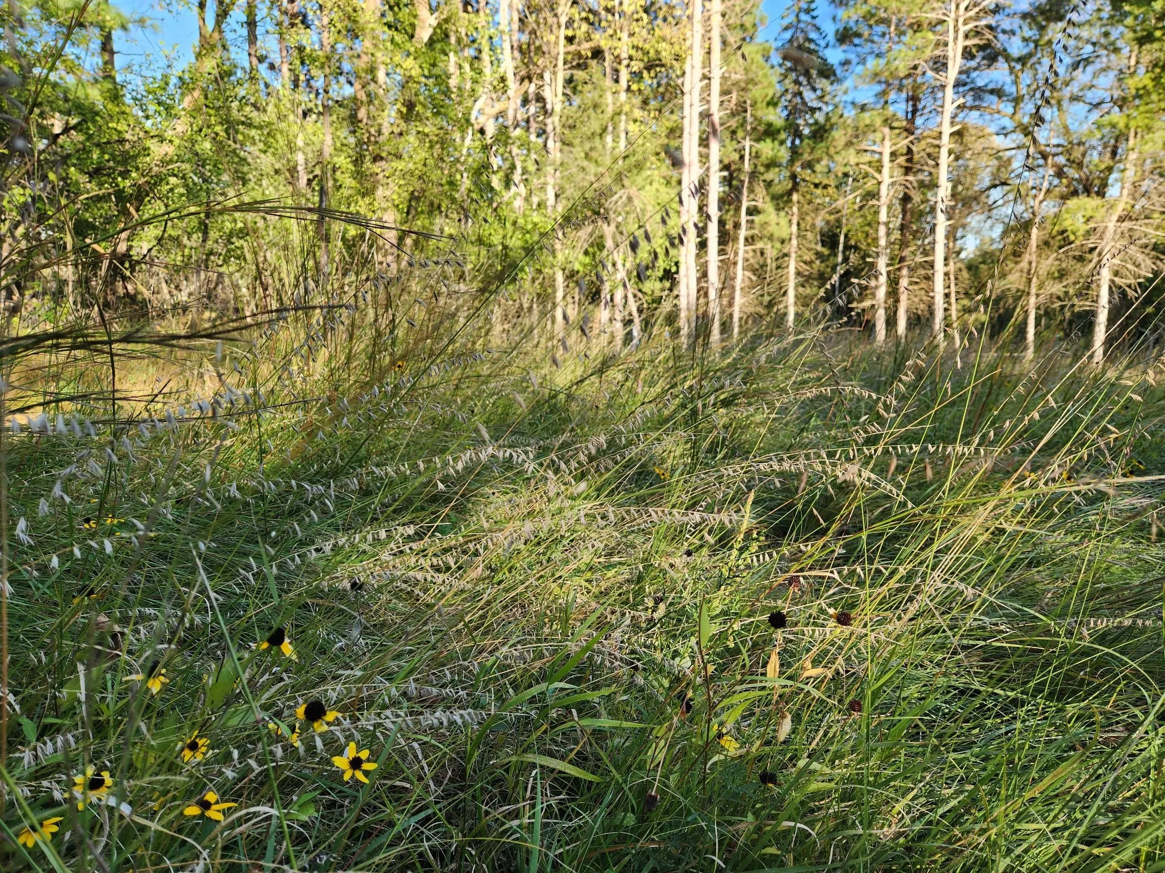 Restored prairie grasses and forbs at the edge of a pine woodland