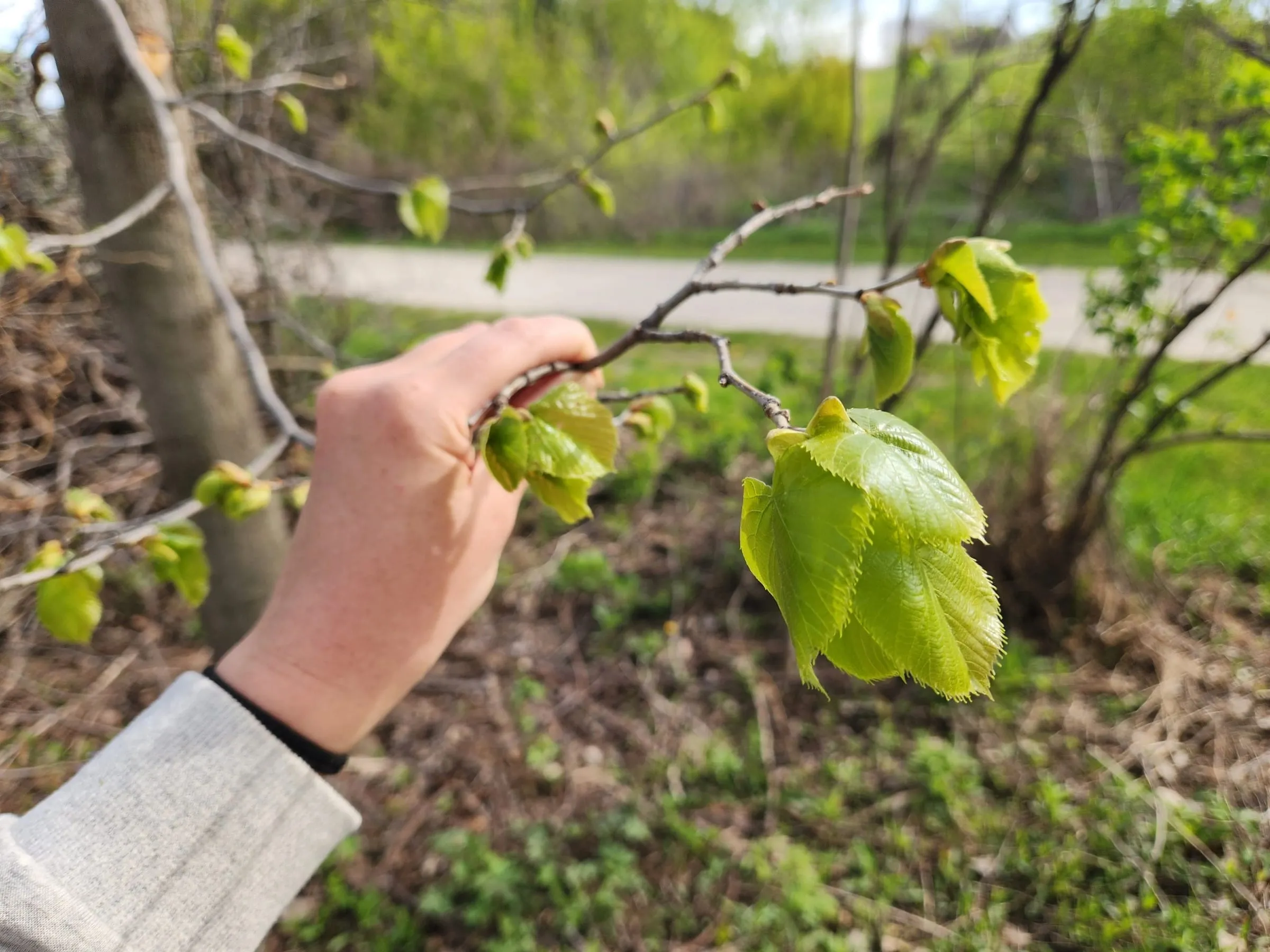 A hand drawing down a branch tip of freshly emerged spring leaves at a restoration site