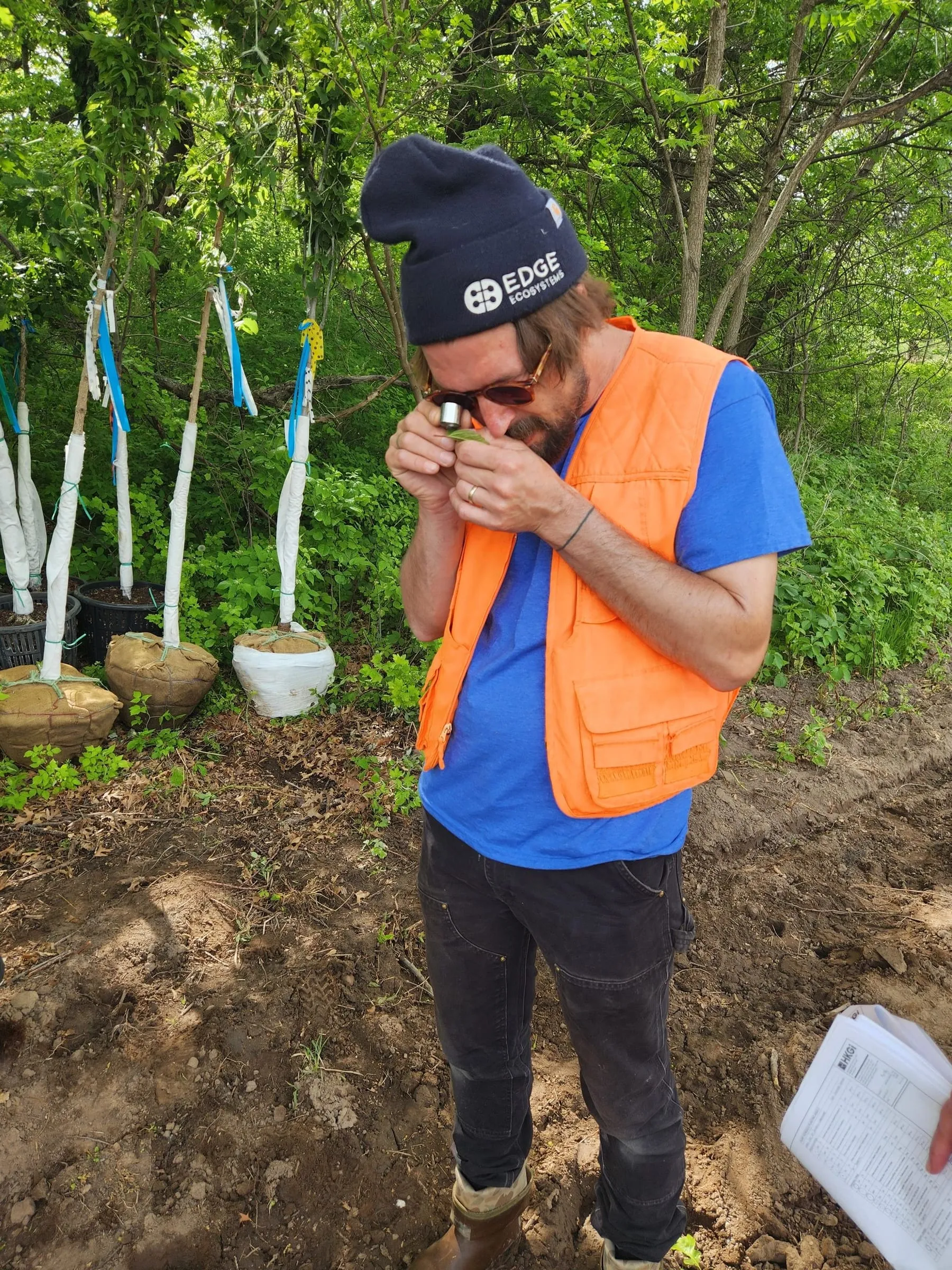 A crew member in an orange hi-vis vest and Edge Ecosystems hat inspecting a leaf through a hand lens beside burlap-balled trees staged for planting