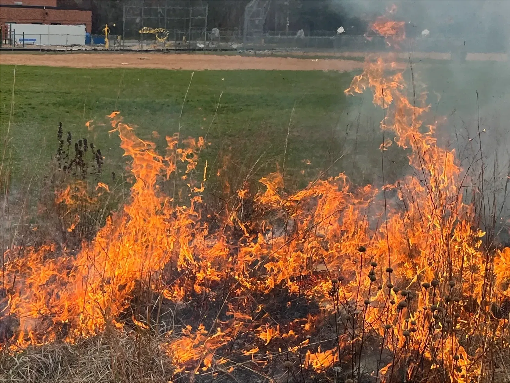 Flames and smoke moving through dry prairie grass and seed heads during a prescribed burn at the edge of a mowed field