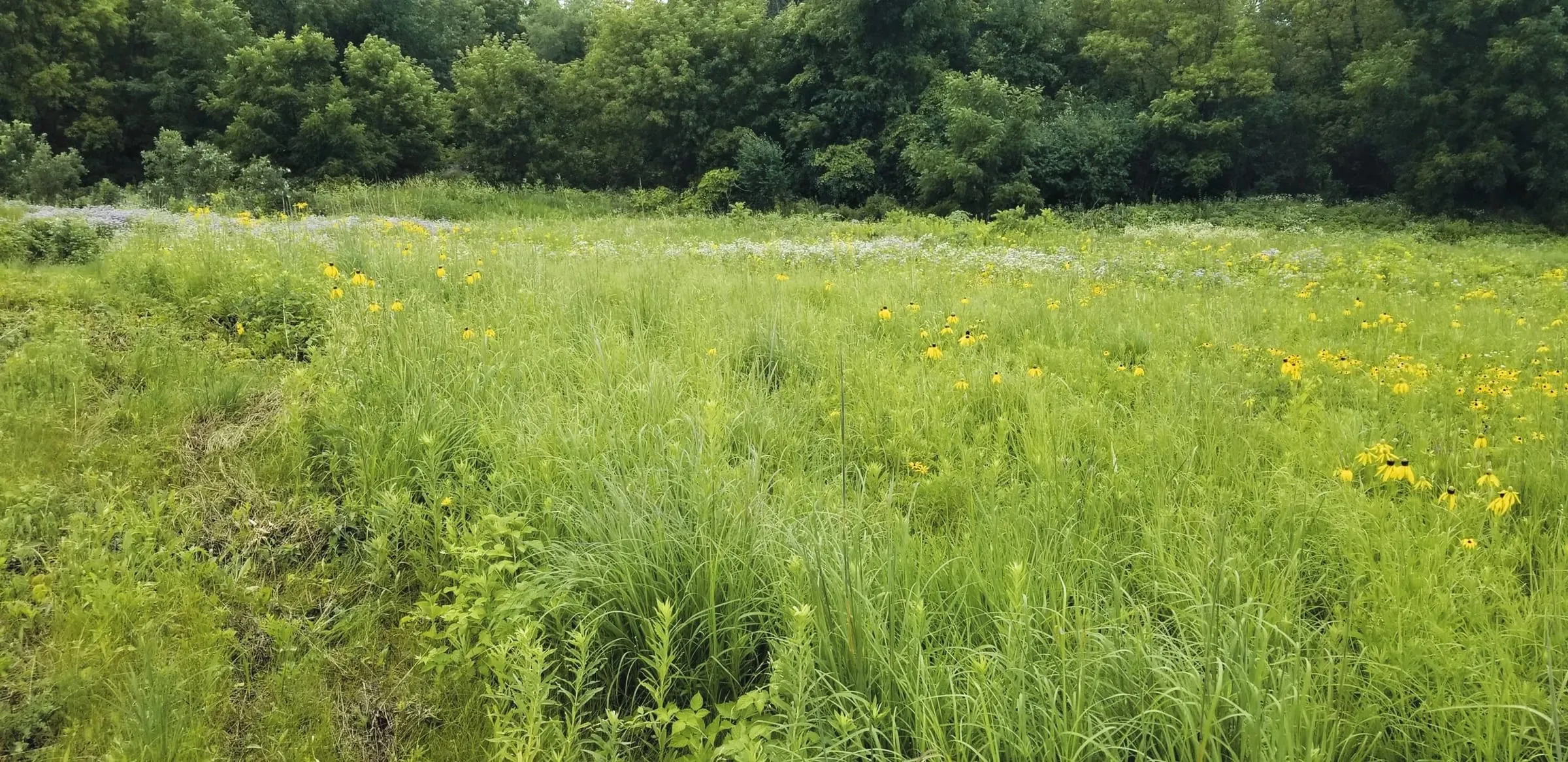 Restored prairie in midsummer, black-eyed Susans and pale blue wildflowers running back to a wooded edge