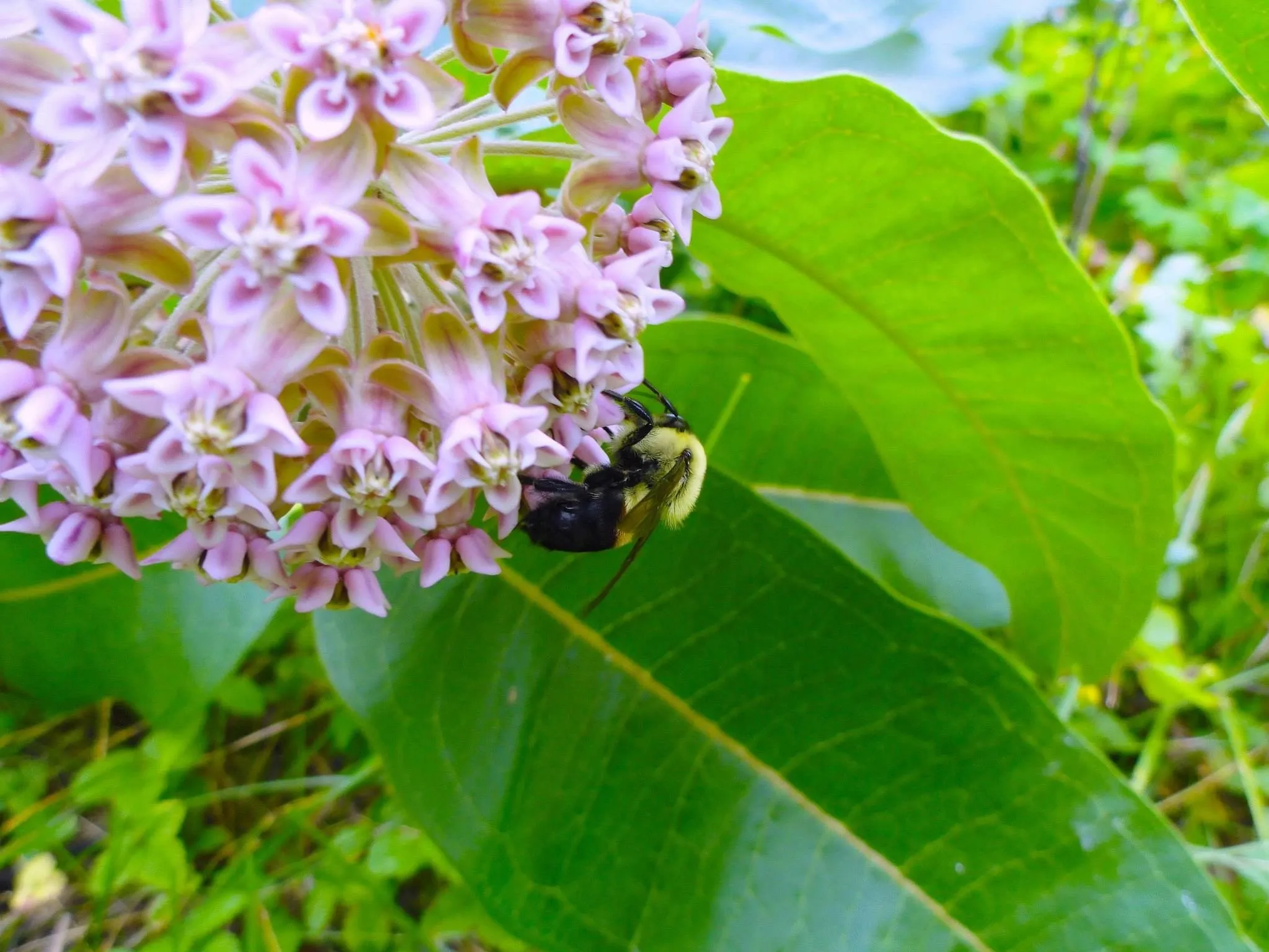 A bumble bee feeding on the pink flower cluster of a common milkweed plant