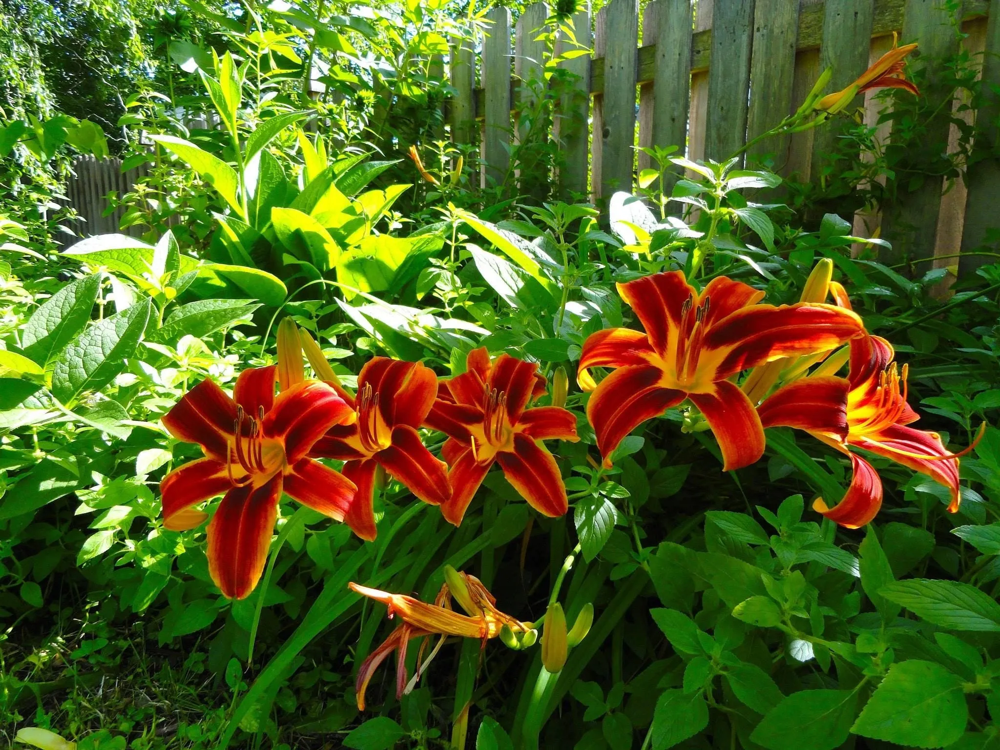 Red and gold daylilies in full bloom among comfrey and mint along a weathered wood fence