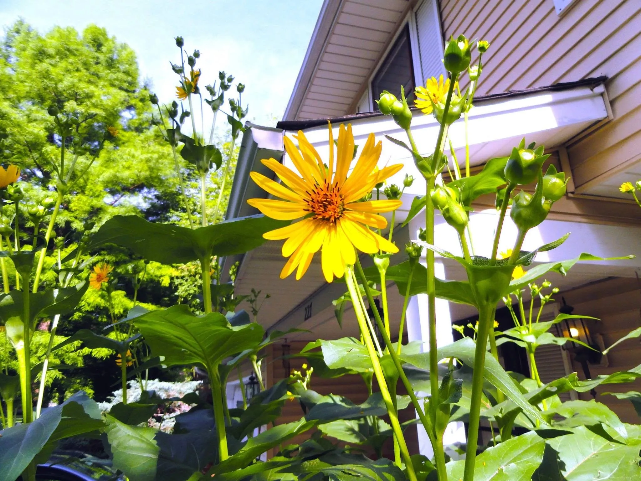 Yellow cup plant flowers on tall stems reaching past the eaves of a house