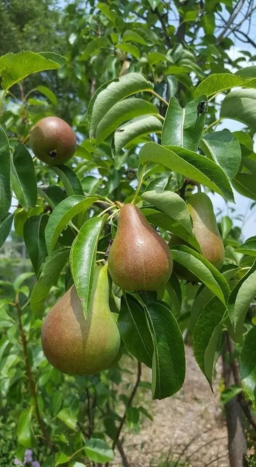 Ripening European pears hanging in clusters among glossy green leaves