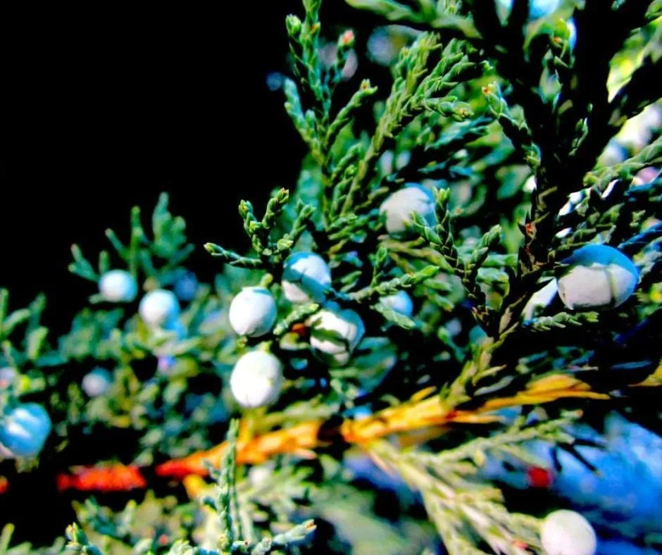 Close-up of pale blue juniper berries ripening on the scaled green foliage of an eastern red cedar branch
