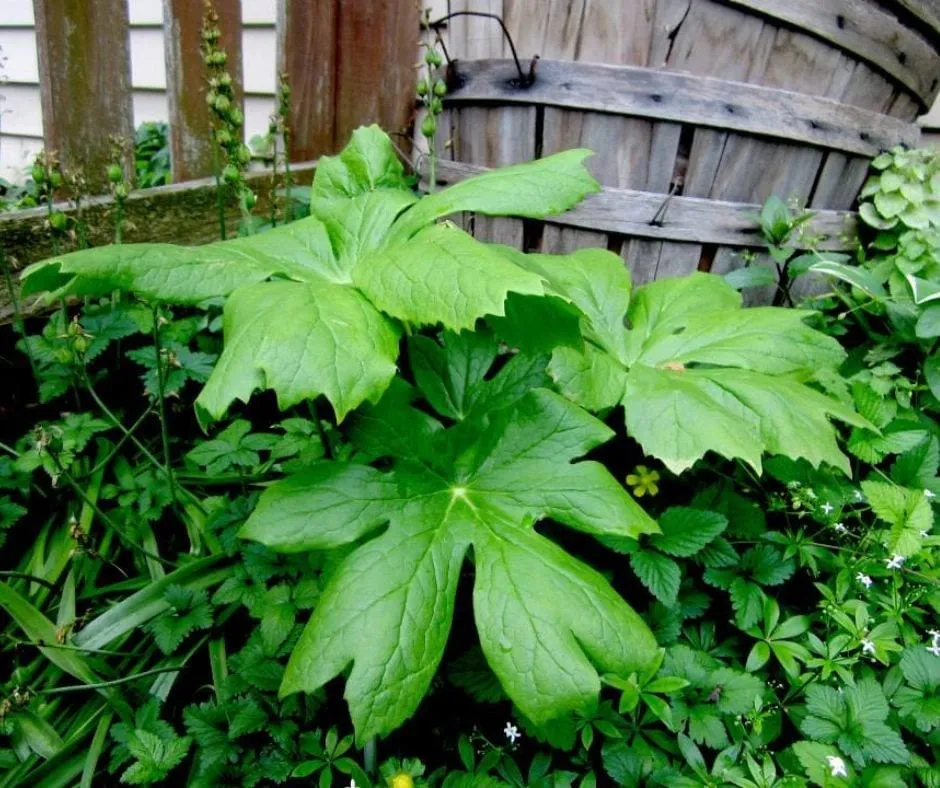 Mayapples spreading under a wooden fence in a shaded backyard garden