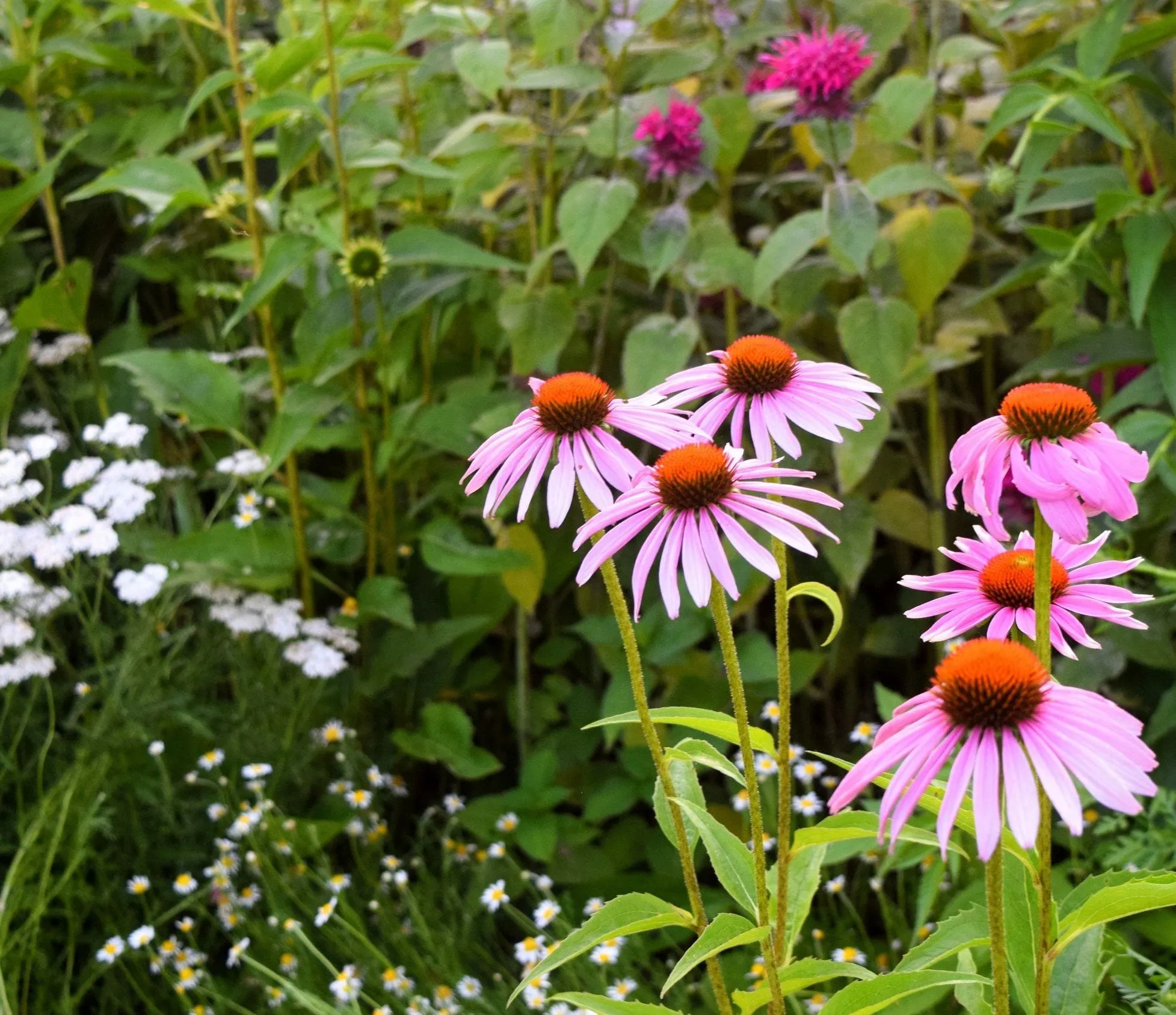 Monarda, coneflower, chamomile and yarrow in bloom