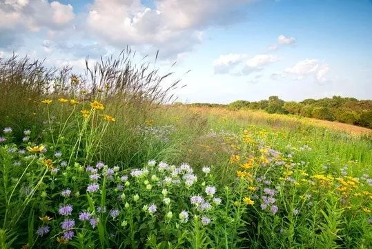 A restored tallgrass prairie in midsummer bloom, with purple wild bergamot, yellow black-eyed Susans and the seed heads of big bluestem under a cloud-scattered sky