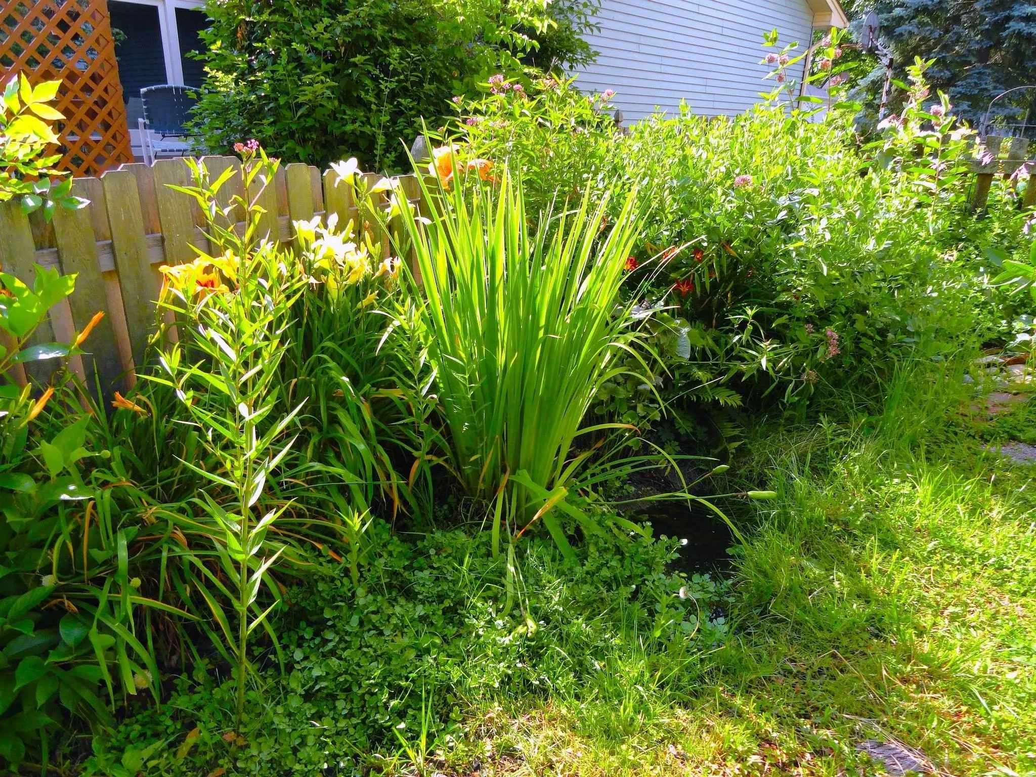 A residential rain garden basin planted with sedges, daylilies, and swamp milkweed along a wooden fence
