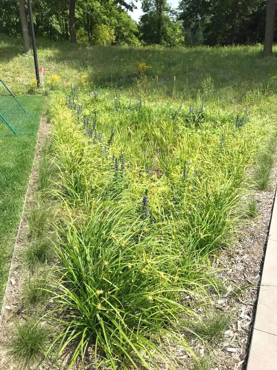 A newly installed native planting strip of sedges, prairie dropseed and flowering blue vervain running between a mown lawn and a sidewalk, with restored prairie on the slope beyond