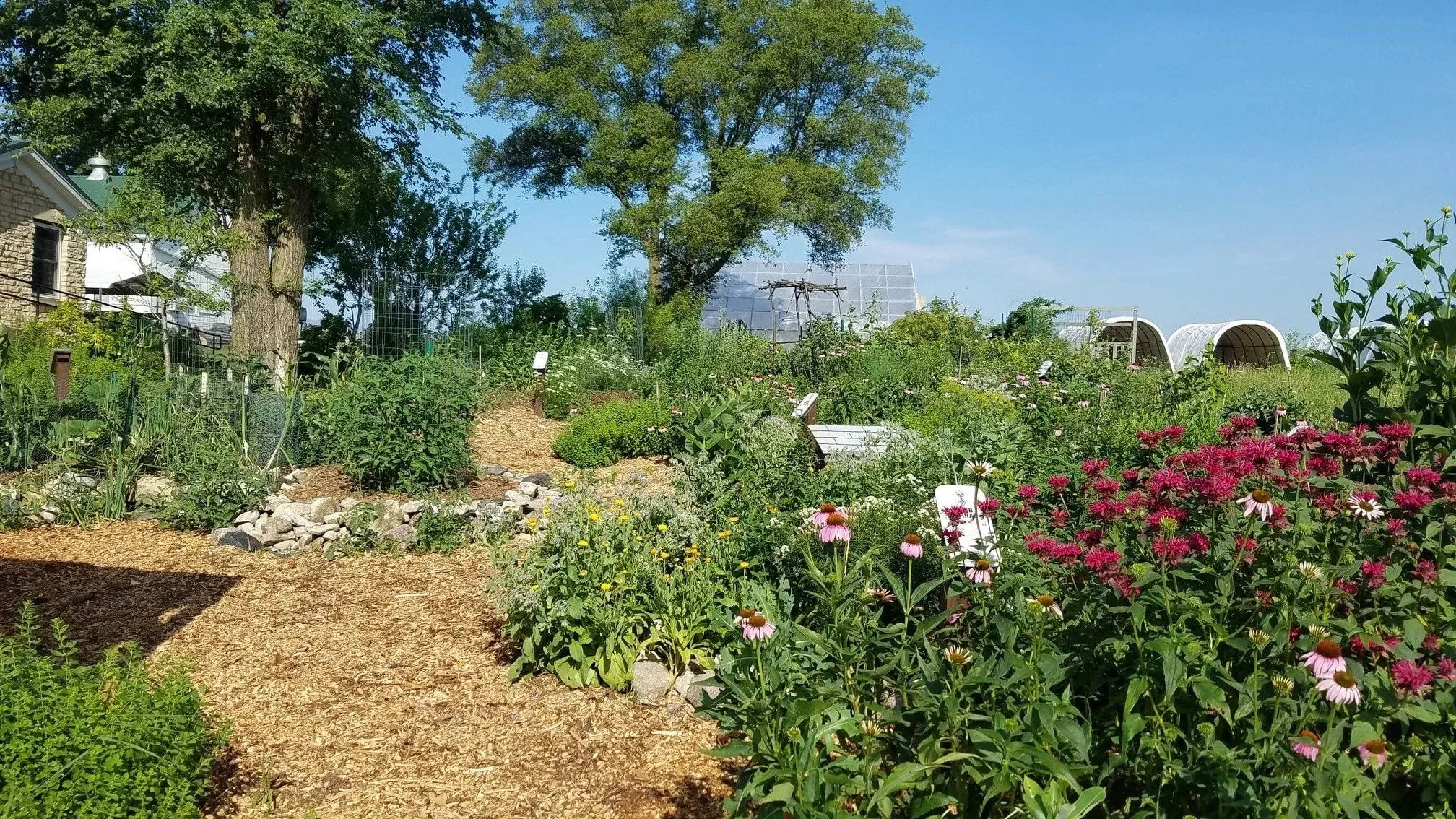 A mature forest garden on a summer morning — a wood-chip path winding past stone edging into beds of red bee balm and purple coneflower, with hoop houses and a stone farmhouse beyond.